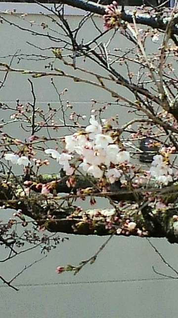 中島桜