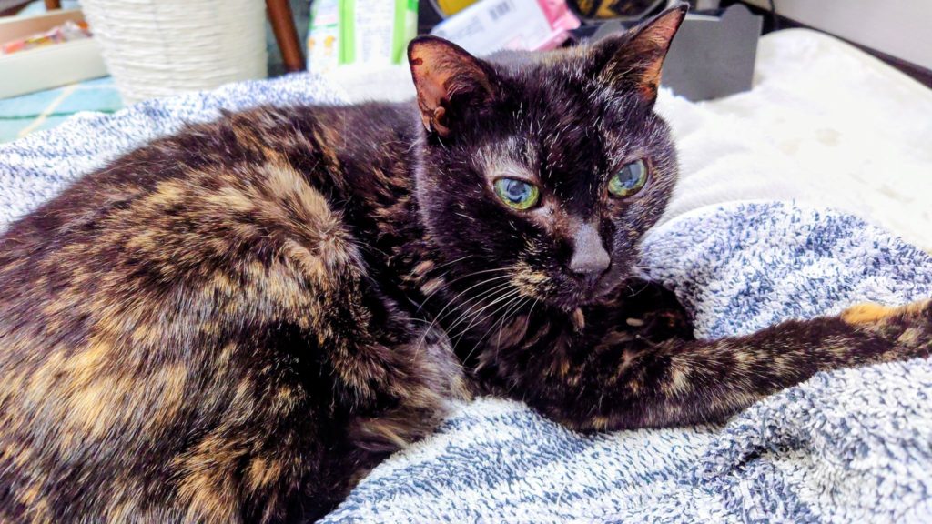 老猫のジジちゃんと同居して１か月～(*^o^*)